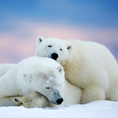 белый_медведь