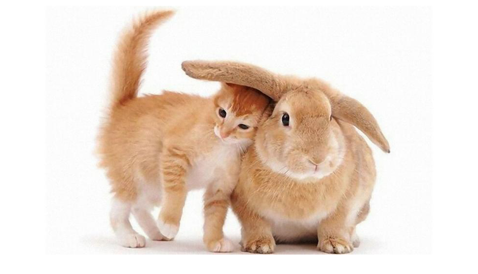 Кот и кролик