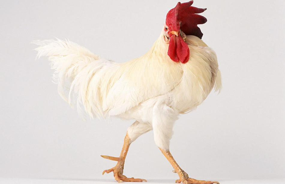 Петух