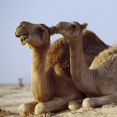 верблюд