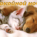 пожелания спокойной ночи