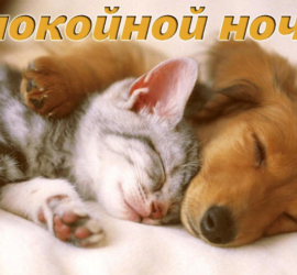 пожелания спокойной ночи