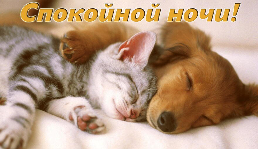 пожелания спокойной ночи