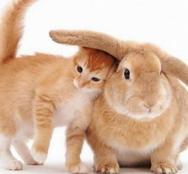 Кот_и_Кролик